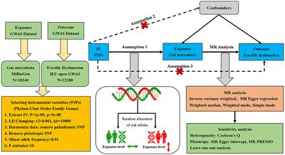 Causal effects of gut microbiota on erectile dysfunction: a two-sample Mendelian randomization study